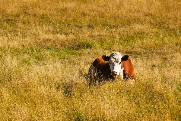 Vacas — Fotografia de Stock