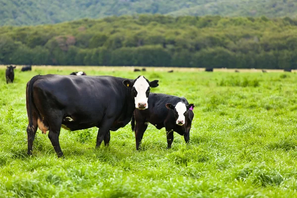 Vacas — Fotografia de Stock