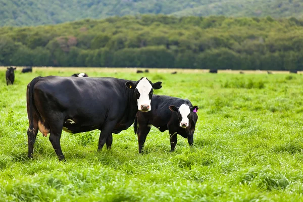 Krowy Obraz Stockowy