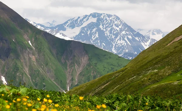 Meadows — Stock Photo, Image