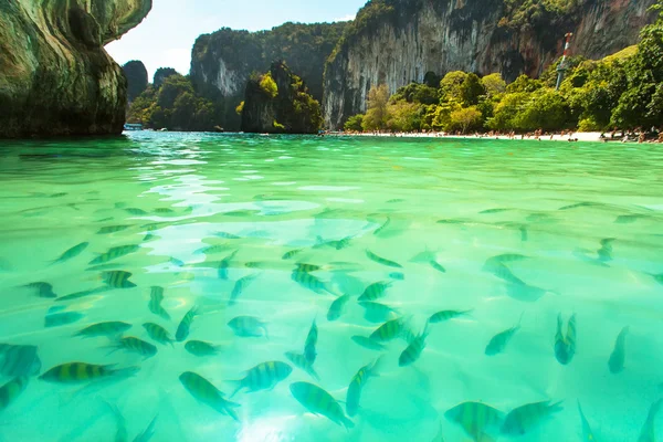 Plage tropicale avec de l'eau verte claire et un tas de poissons — Photo