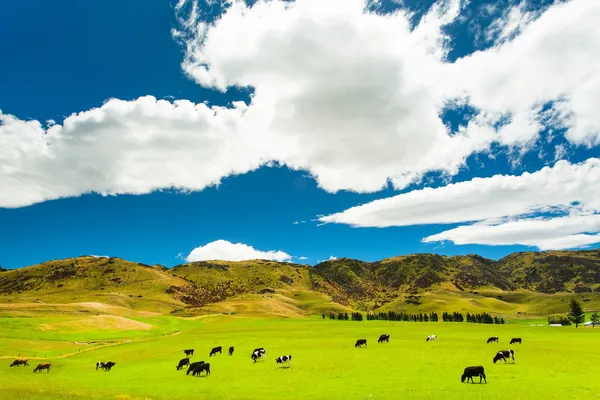 Vacas que pastan — Foto de Stock