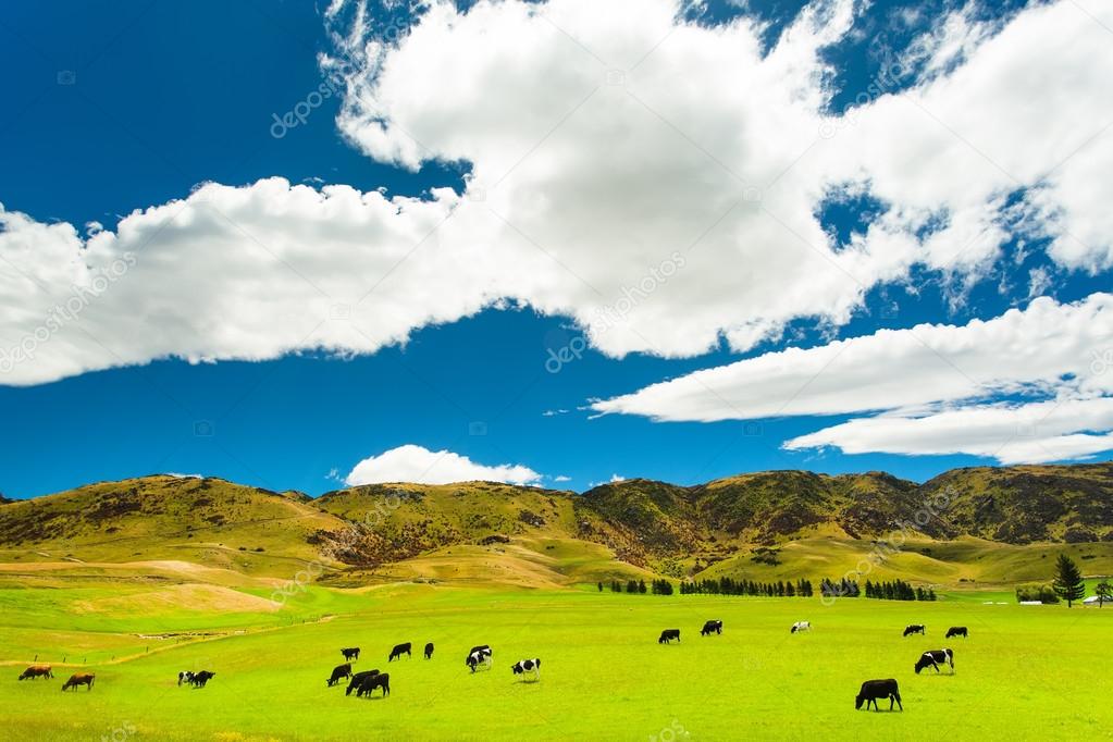 Grazing cows