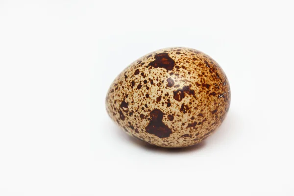 Viiriäisen muna — kuvapankkivalokuva