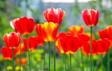 bir flowerbed içinde kırmızı ve Sarı Lale