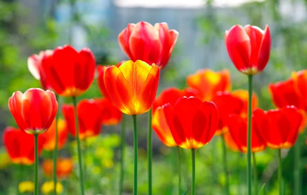 Red and yellow tulips in a flowerbed — Stock Photo, Image