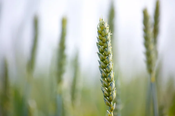 bir alanda mısır kulak