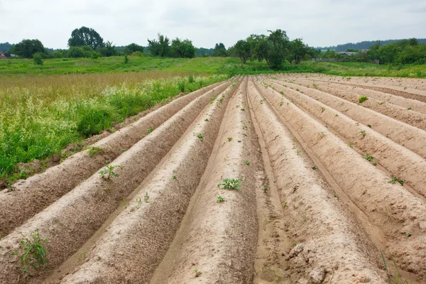 Plow en un pueblo en verano — Foto de Stock