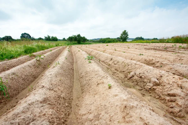 Plow en un pueblo en verano — Foto de Stock