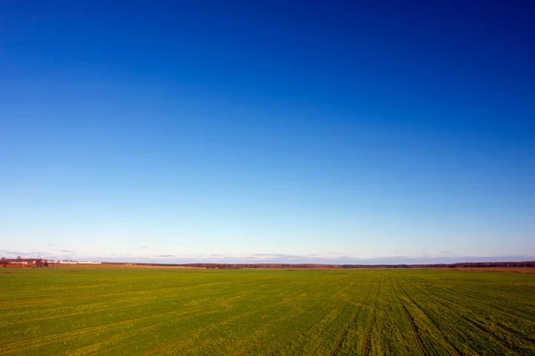 Paisaje de verano con un campo de hierba y cielo azul — Foto de Stock
