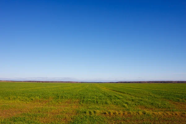 Paisagem de verão com um campo de grama e céu azul Imagens Royalty-Free