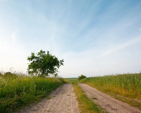 道路とフィールドとの木のある風景します。 — ストック写真