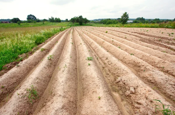 Plow en un pueblo en verano — Foto de Stock