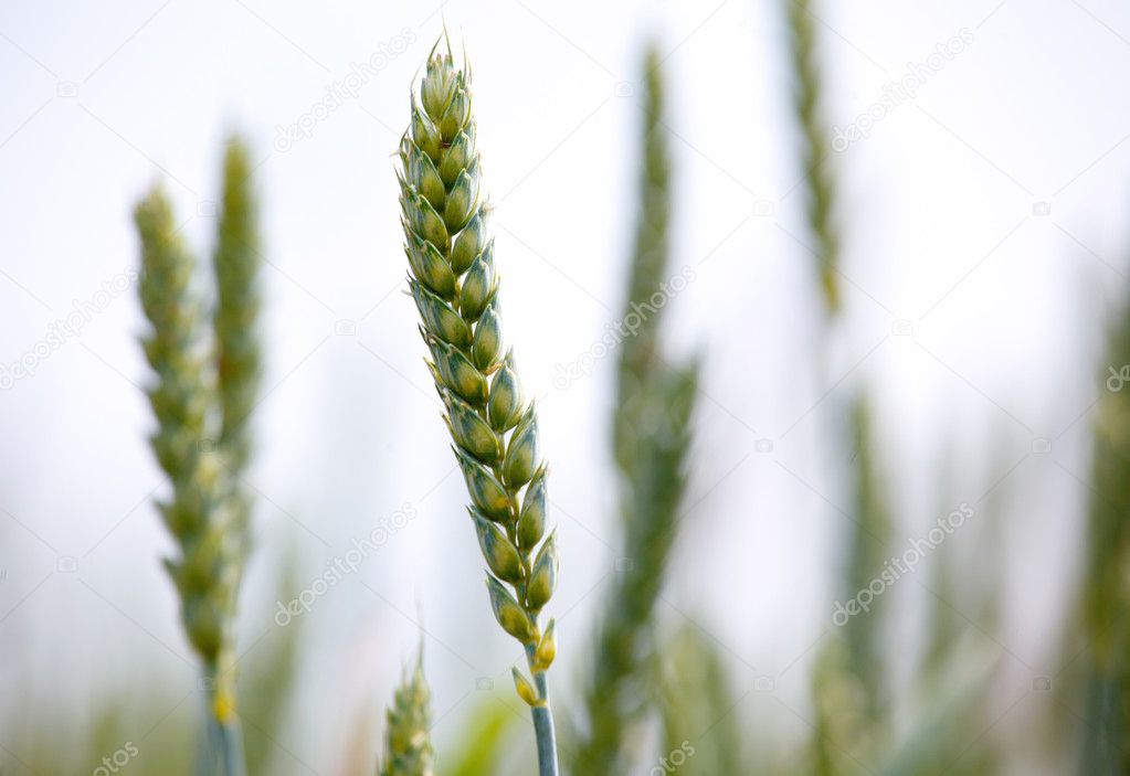 Ears of corn in a field