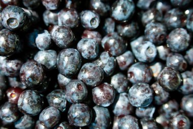 pek çok yaban mersini