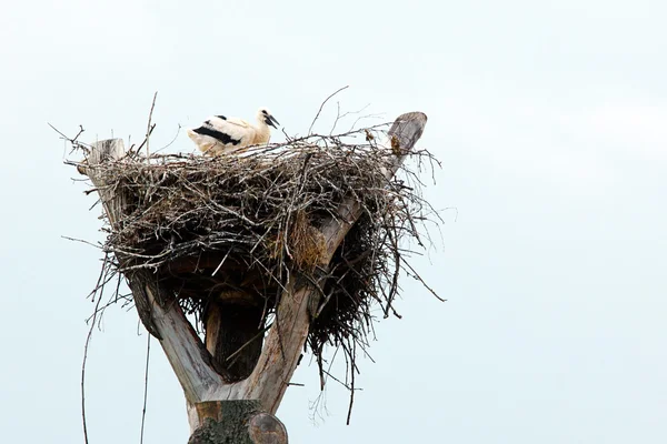 Ein Storch im Nest auf einem Baum — Stockfoto
