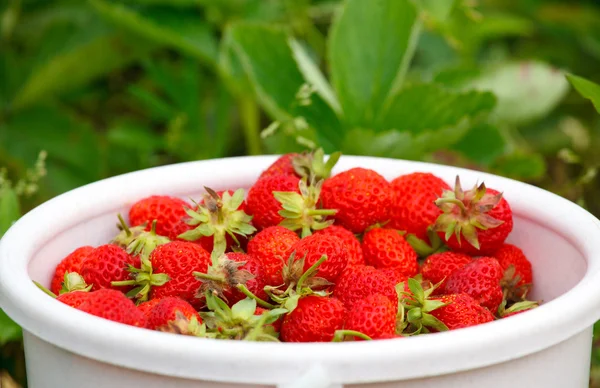 Many strawberries in a bucket — Stock Photo, Image