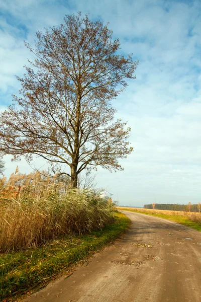 Herbstlandschaft mit Straße und Baum — Stockfoto