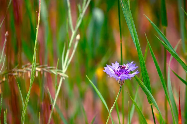 Flor de milho azul e uma abelha no prado — Fotografia de Stock