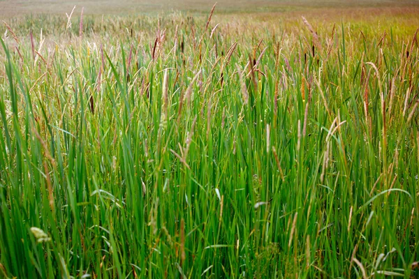 Many cattails in a swamp — Stock Photo, Image