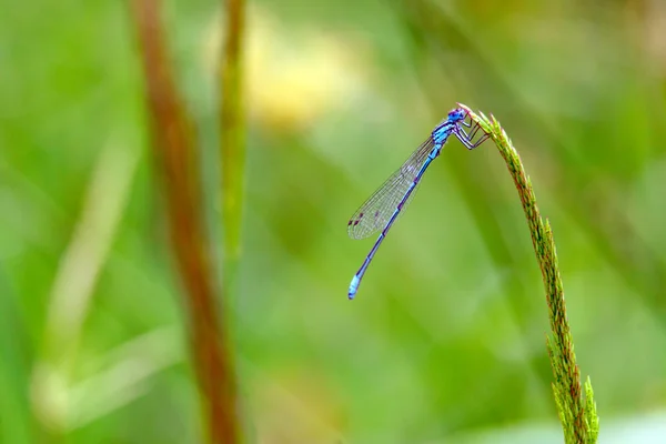 Libelle auf einem grünen Gras — Stockfoto