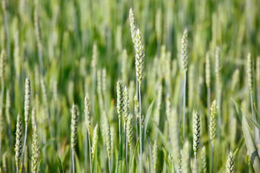 bir alanda mısır kulak