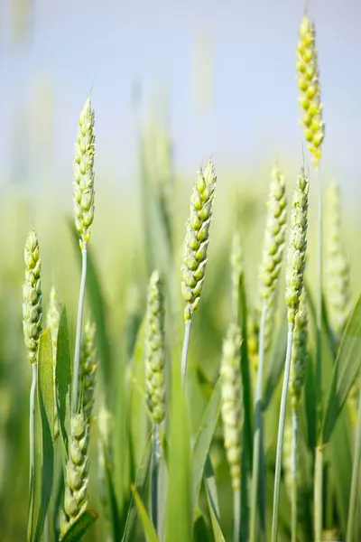 Ears Of Corn In A Field — Stock Photo, Image