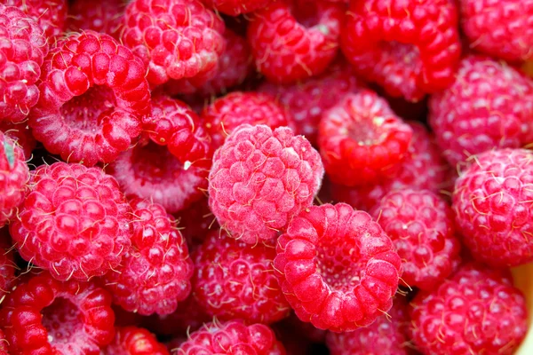 Many raspberries as a texture — Stock Photo, Image