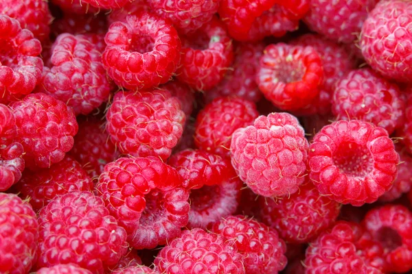 Many raspberries as a texture — Stock Photo, Image
