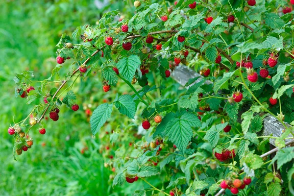 많은 나무 딸기와 지점 — 스톡 사진