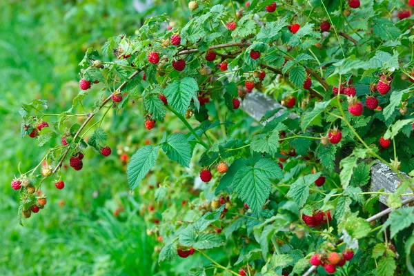 birçok ahududu ile şube