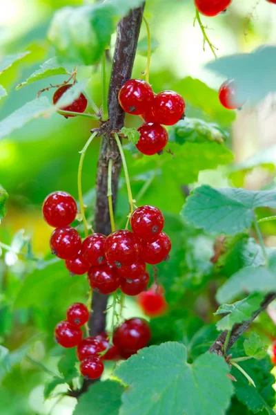 Bouquet de groseilles rouges sur le buisson — Photo