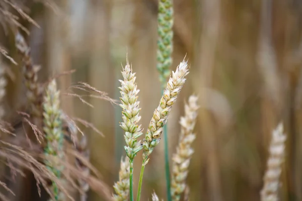 Spighe di grano nel campo — Foto Stock