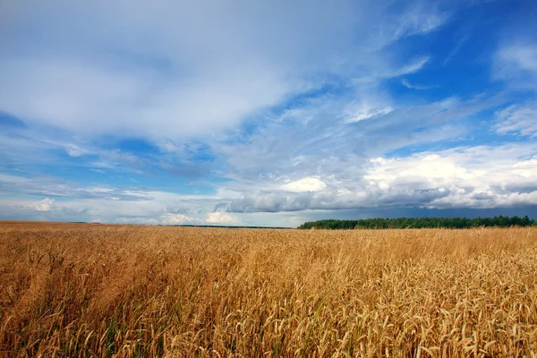 Grove ve buğday alan manzara