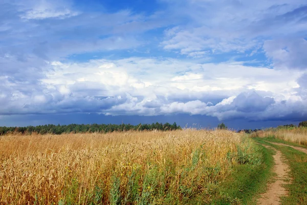 Paisaje de verano con un campo de trigo y un camino — Foto de Stock