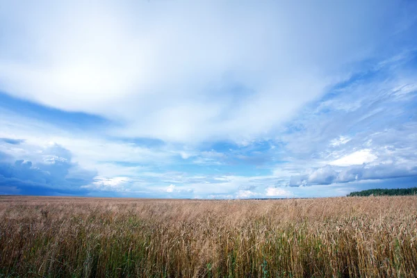 Letní krajina s polem pšenice — Stock fotografie