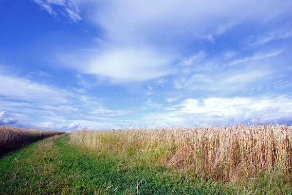 Paysage estival avec un champ de blé et une route — Photo