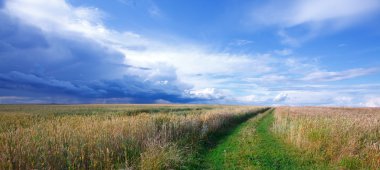 buğday ve bir yol alan, yatay yaz