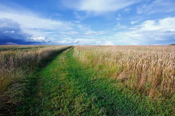 Paisagem de verão com um campo de trigo e uma estrada — Fotografia de Stock