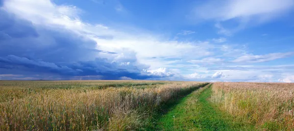 Paisagem de verão com um campo de trigo e uma estrada — Fotografia de Stock