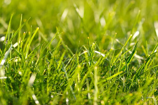 Grass in Autumn — Stock Photo, Image