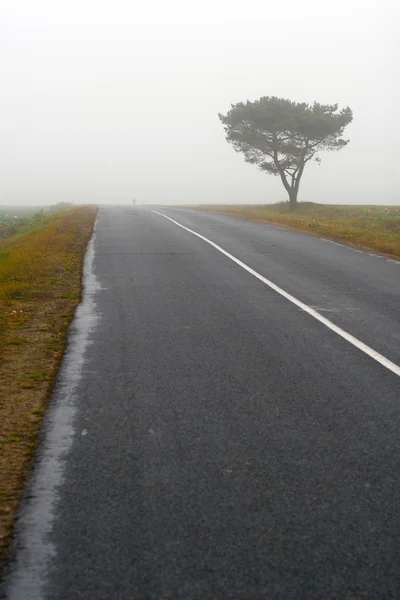Tree and road in fog in Autumn — Stock Photo, Image