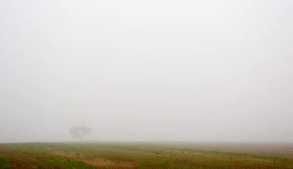 Árvore e campo em nevoeiro no outono — Fotografia de Stock