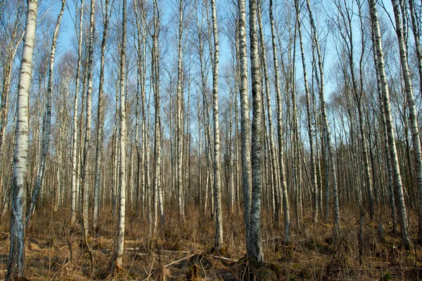 Kmeny bříz a modrá obloha na podzim — Stock fotografie