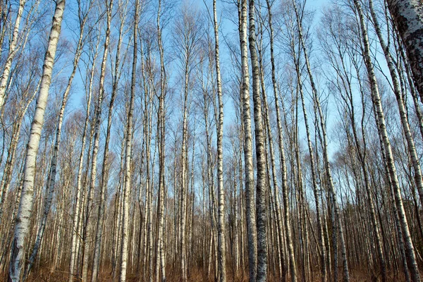 Troncos de bétulas e céu azul no outono — Fotografia de Stock