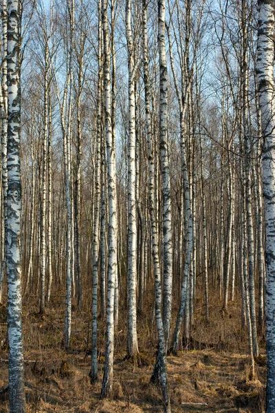 白桦树与根的秋天的树干 — 图库照片