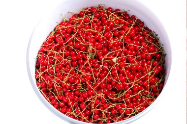 birçok beyaz bucketful içinde kırmızı kuş üzümü, demet