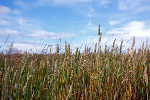 Orecchie di grano contro il cielo — Foto Stock