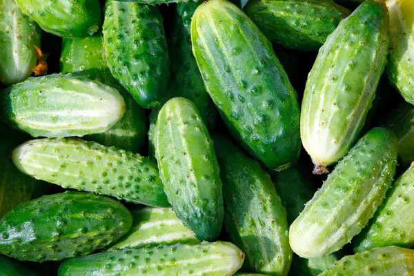 Texture of green cucumbers — Stock Photo, Image