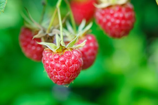 iki ahududu ile şube